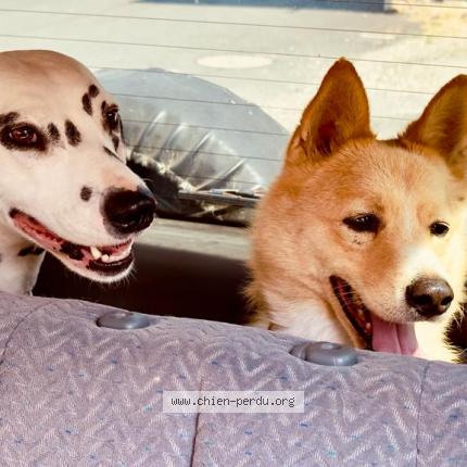 Photo 1/1 Chien retrouvé Perdu à Bramonas