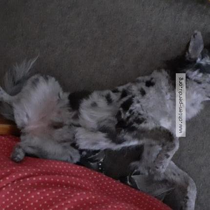 Photo 1/3 Chien retrouvé Perdu à Chantemerle