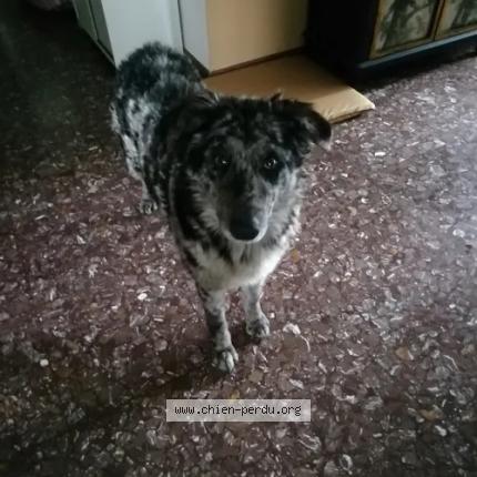 Photo 2/3 Chien retrouvé Perdu à Chantemerle