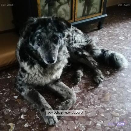 Photo 3/3 Chien retrouvé Perdu à Chantemerle