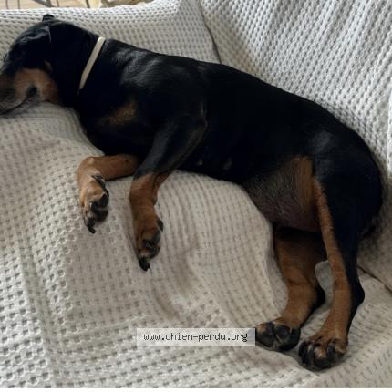 Photo 1/2 Chien retrouvé Perdu à Carnon