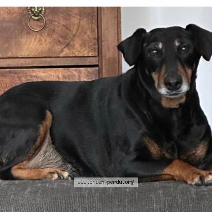 Photo 2/2 Chien retrouvé Perdu à Carnon