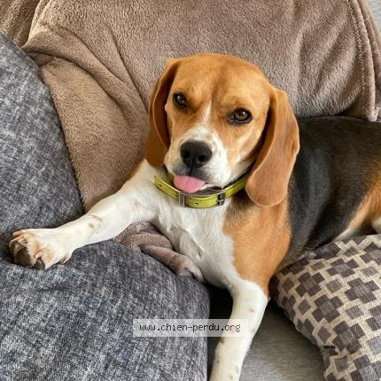 Photo 1/1 Chien retrouvé Perdu à Peyrolles en provence