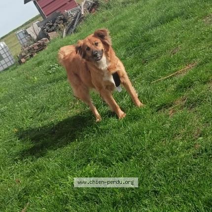 Photo 1/1 Chien retrouvé Perdu à Varennes sur teche