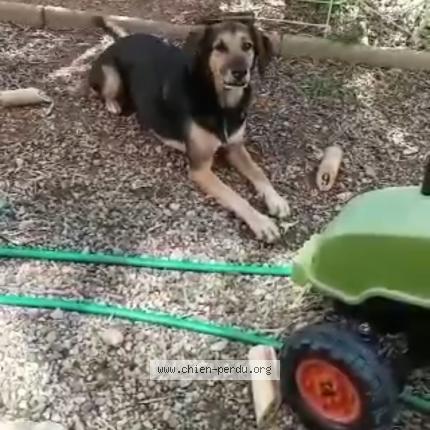 Photo 1/1 Chien retrouvé Perdu à Teyran