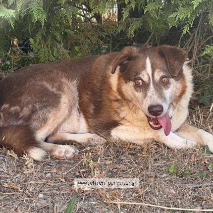 Photo de chien perdu à Thor