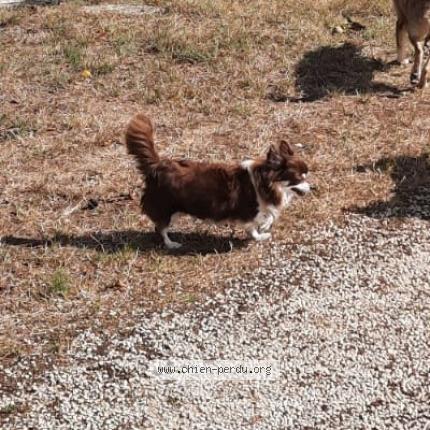 Photo 1/1 Chien retrouvé Perdu à Bonnes