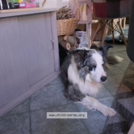 Photo 1/1 Chien retrouvé Perdu à Esson