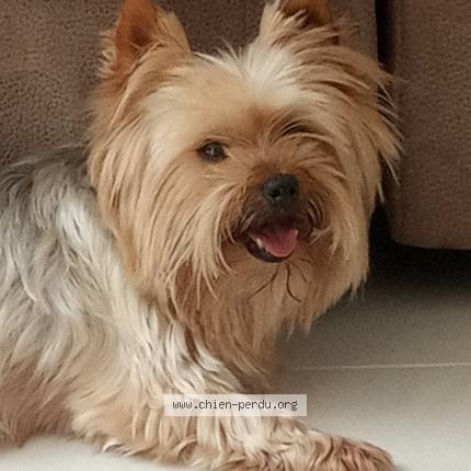 Photo 1/1 Chien retrouvé Perdu à Lanrodec