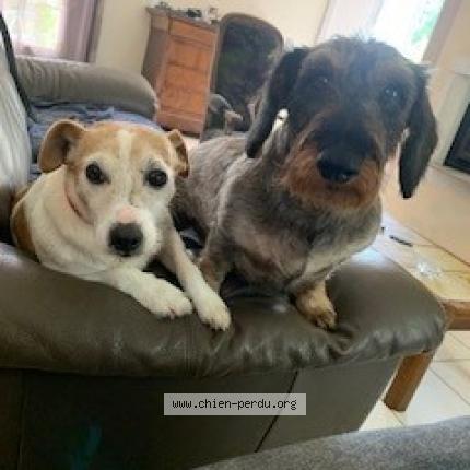 Photo de chien perdu à St Celerin