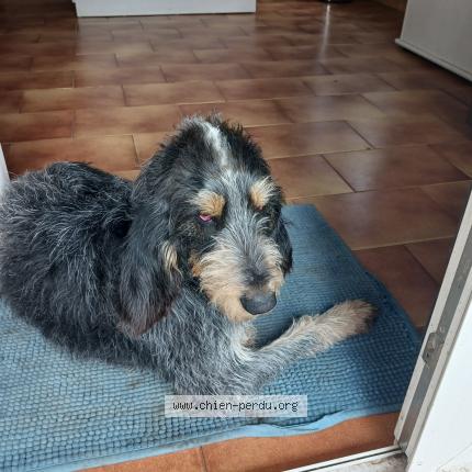 Photo 1/1 Chien retrouvé Perdu à Valaurie