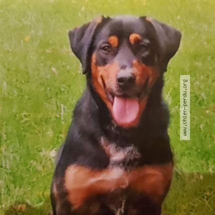 Photo 1/1 Chien retrouvé Perdu à Plumeliau