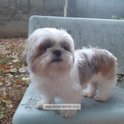 Photo de chien perdu à Caluire