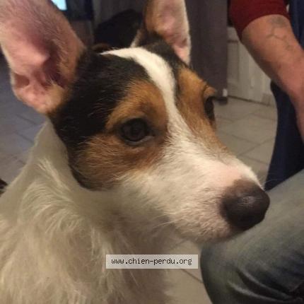 Photo de chien perdu à St Savin