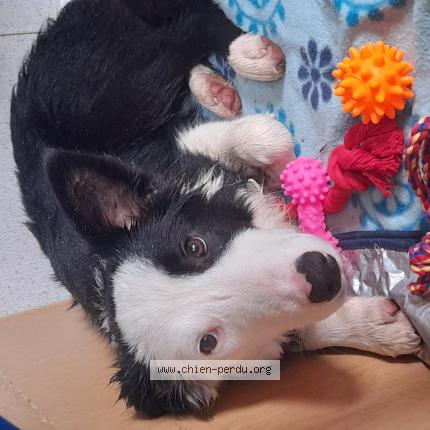 Photo de chien perdu à Crozon