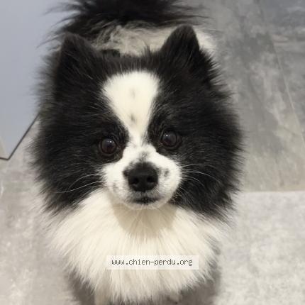 Photo 1/1 Chien retrouvé Perdu à Saint jean de vedas