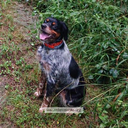 Photo 1/1 Chien retrouvé Perdu à Tarbes
