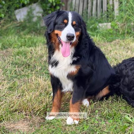 Photo 1/1 Chien retrouvé Perdu à Genelard