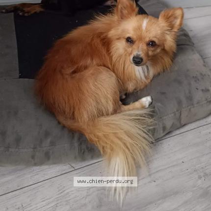 Photo 1/1 Chien retrouvé Perdu à Margny les compiegne