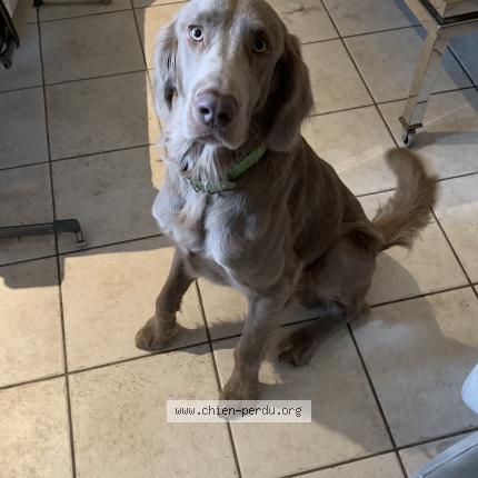 Photo 1/1 Chien retrouvé Perdu à Sucy en brie