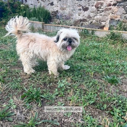 Photo 1/1 Chien retrouvé Trouvé à Clisson