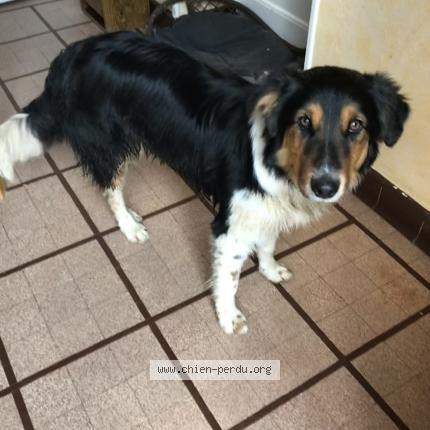 Photo 1/1 Chien retrouvé Perdu à Challonges