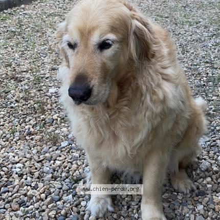 Photo 1/1 Chien retrouvé Perdu à Saint loubes