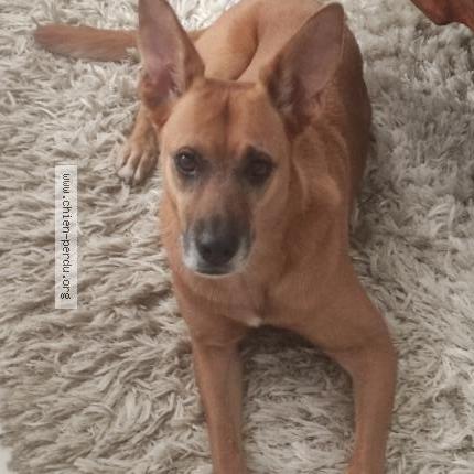 Photo de chien trouvé à Toulouse