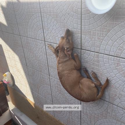 Photo 1/1 Chien retrouvé Trouvé à Fargues saint hilaire