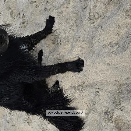 Photo de chien perdu à Romegoux