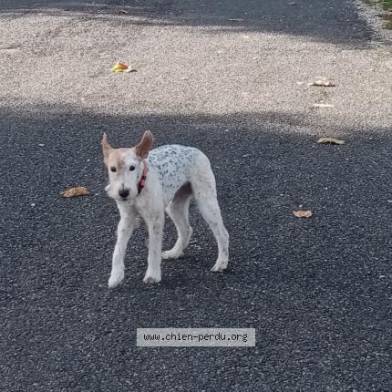 Photo de chien trouvé à Sens