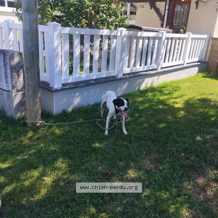 Photo 1/1 Chien retrouvé Trouvé à Avrille
