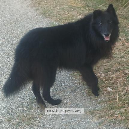 Photo de chien trouvé à Molleville