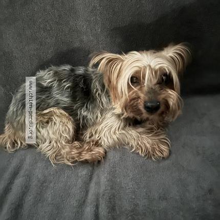 Photo 1/2 Chien retrouvé Trouvé à Cambes