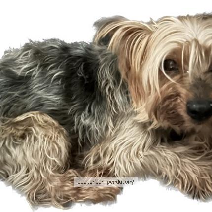 Photo 2/2 Chien retrouvé Trouvé à Cambes