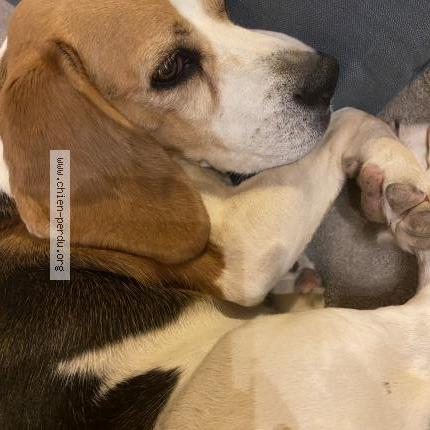 Photo de chien perdu à Lisle Sur Tarn