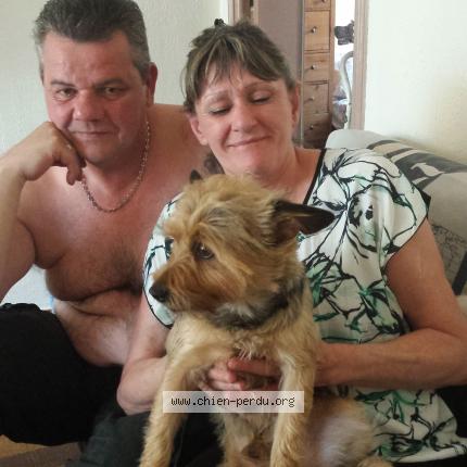 Photo 1/1 Chien retrouvé Perdu à Toulon