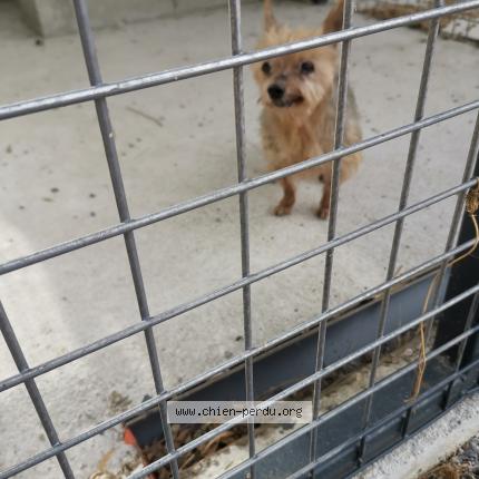 Photo de chien trouvé à Saint Etienne De Tulmont