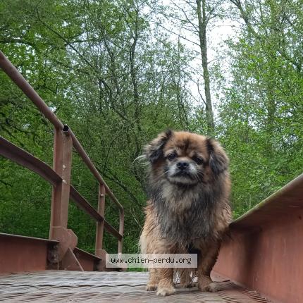 Photo 1/1 Chien retrouvé Perdu à Nantes