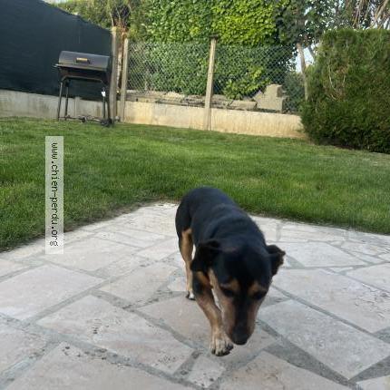 Photo de chien trouvé à Argenteuil