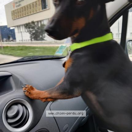 Photo de chien perdu à La Roche Sur Yon