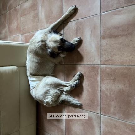 Photo de chien perdu à Aiti