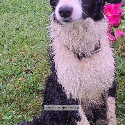 Photo de chien perdu à Pornic