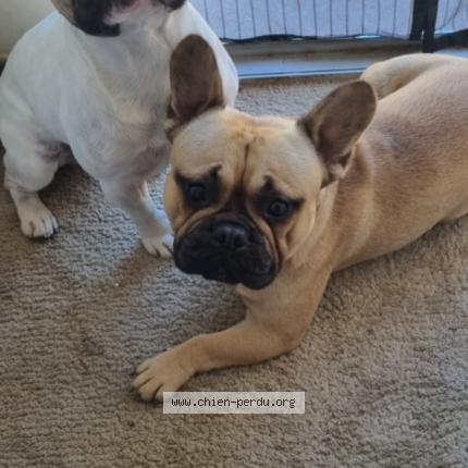 Photo de chien perdu à La Ferte St Aubin