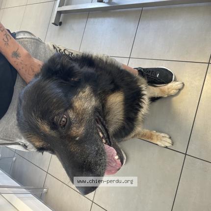 Photo de chien trouvé à Fresne Saint Mames