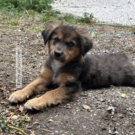 Photo de chien perdu à La Bastide