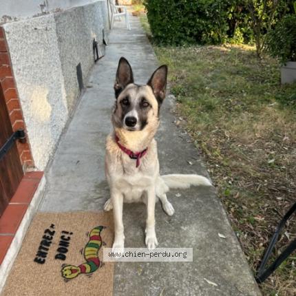 Photo 1/1 Chien retrouvé Perdu à Montlaur