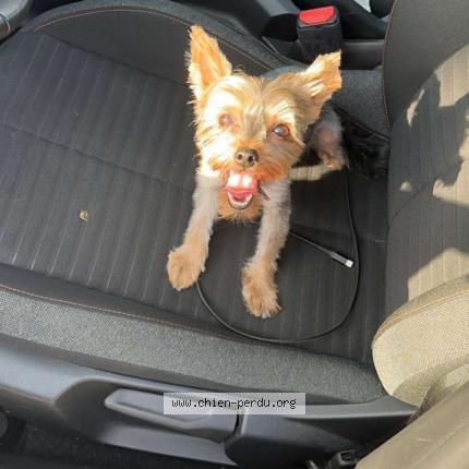 Photo 1/1 Chien retrouvé Perdu à Le boulou