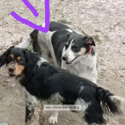 Photo 1/1 Chien retrouvé Perdu à Bisinchi