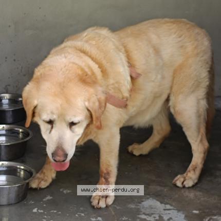 Photo de chien trouvé à Les Pieux